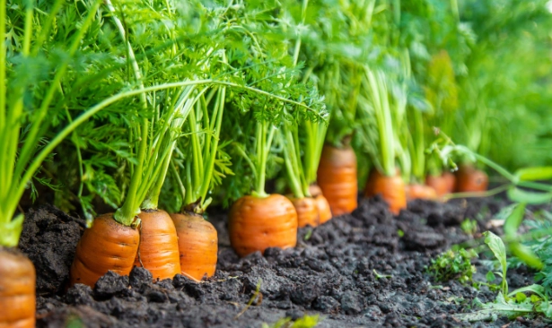 carrot planting schedule