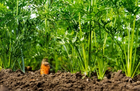 how to grow carrots