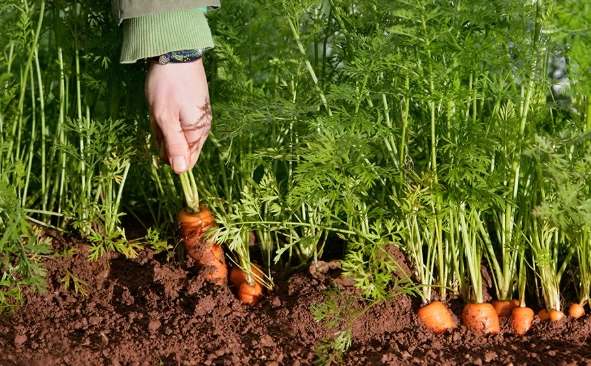 carrot planting time
