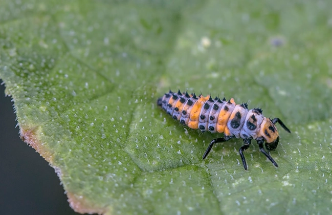 beneficial insects gardening beneficial insects gardening