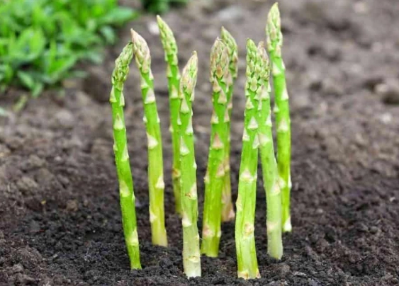when to plant asparagus