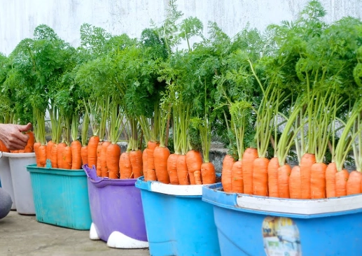 growing carrots