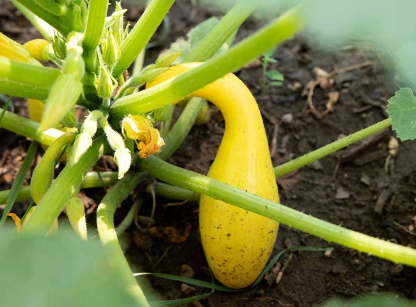 how to grow zucchini