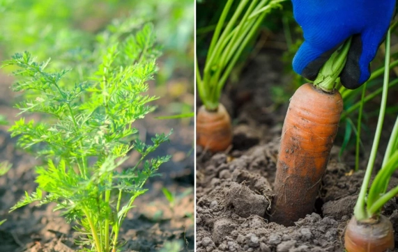 growing carrots