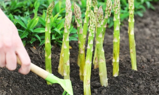how to plant asparagus