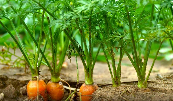 carrot planting time