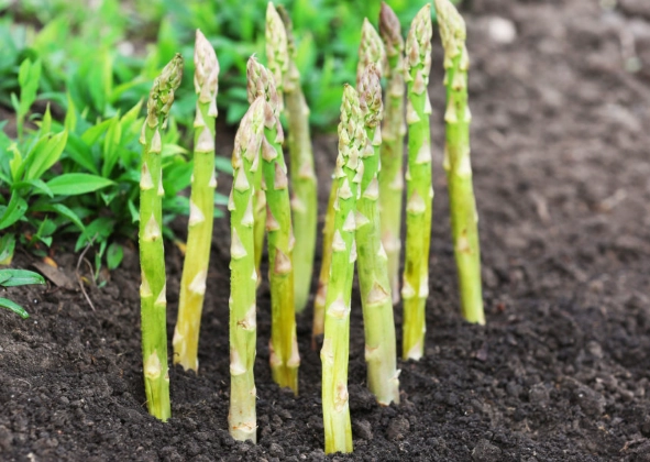how to grow asparagus