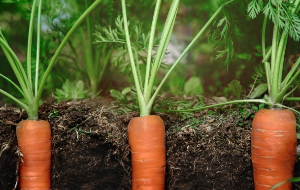 best soil for carrots