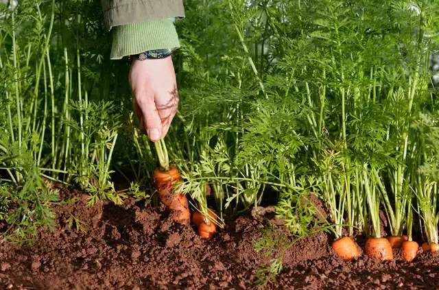 when to plant carrots