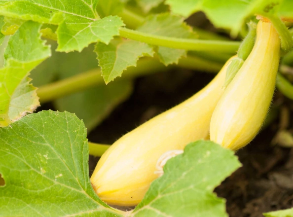 how to grow zucchini