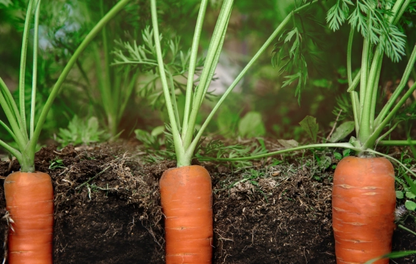 carrot plant care