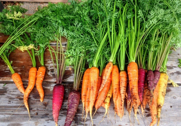 growing carrots in containers