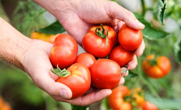 tomato harvest time