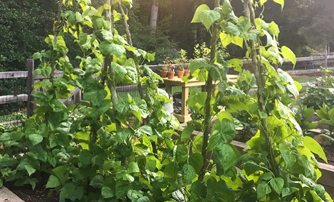 green beans cultivation