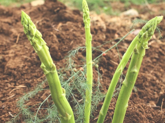 how to plant asparagus