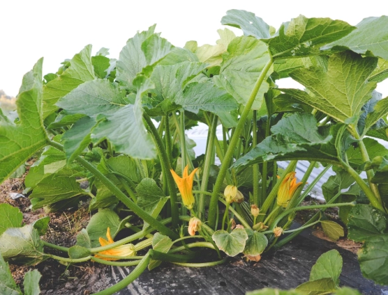 summer squash varieties