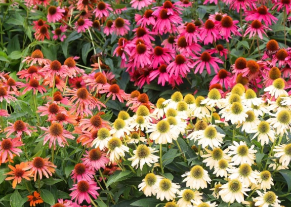 deer resistant perennials