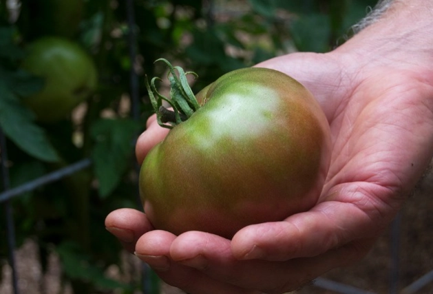 how to tell tomatoes are ripe