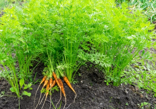 carrot plant care