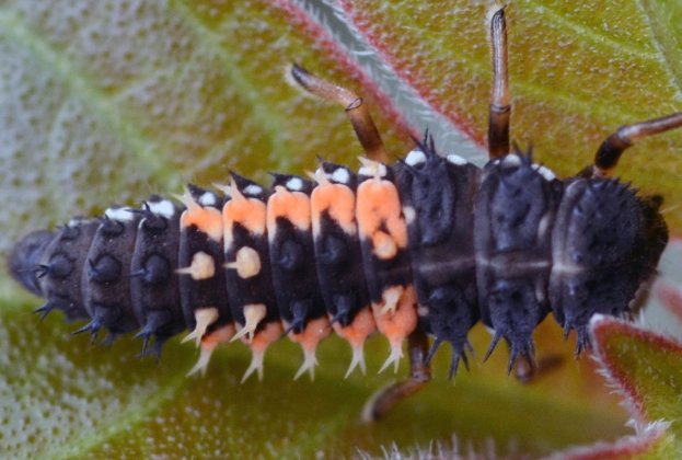 natural aphid control natural aphid control