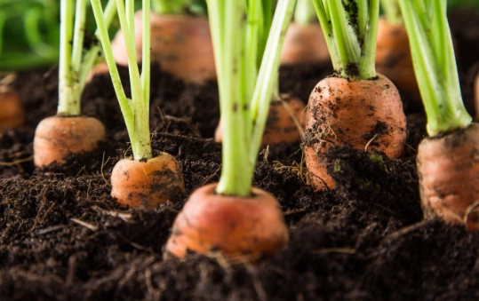 carrot growing tips