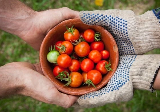 how to tell tomatoes are ripe