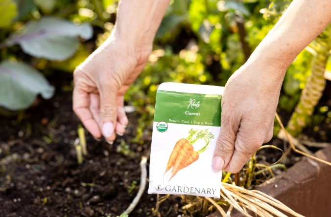 how to grow carrot plant