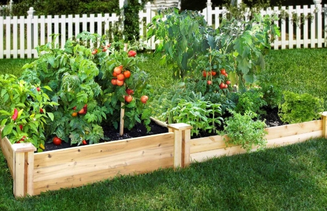 raised bed gardening tips
