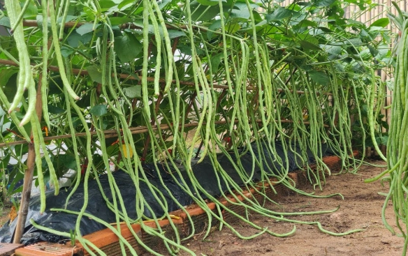 growing green beans in pots growing green beans in pots