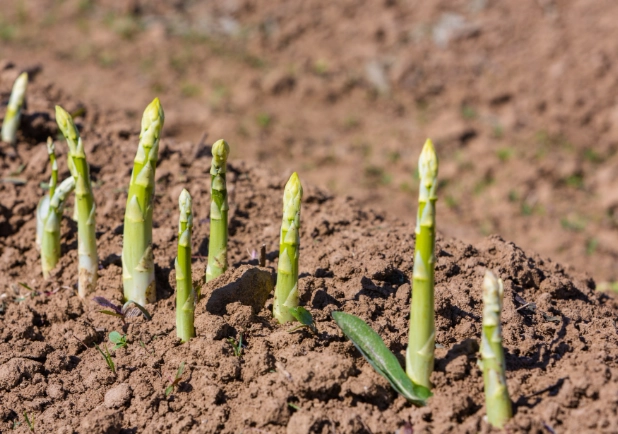 asparagus planting guide