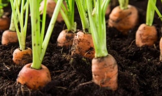 growing carrots