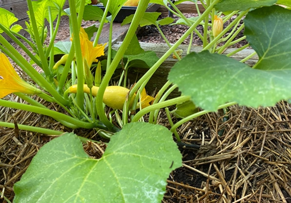 how to grow zucchini