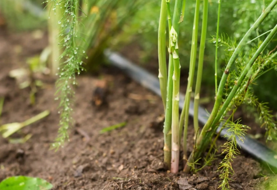 asparagus planting season