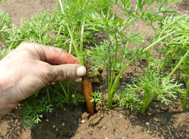 growing carrots in containers