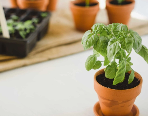 growing basil indoors