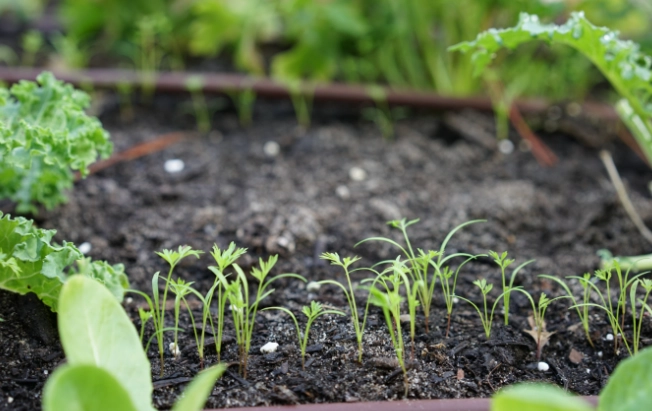 how to plant carrots from seed