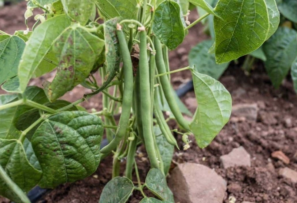 how to grow green beans