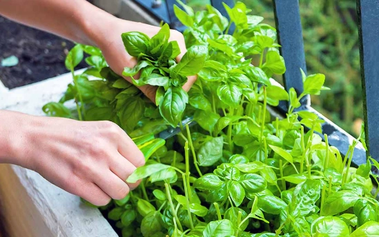 basil care