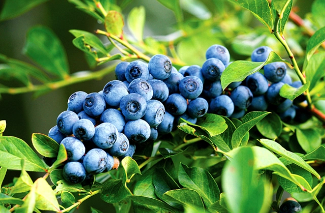 planting blueberry bushes planting blueberry bushes