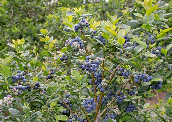 blueberry bush care blueberry bush care