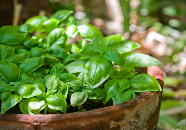how to care for basil plant
