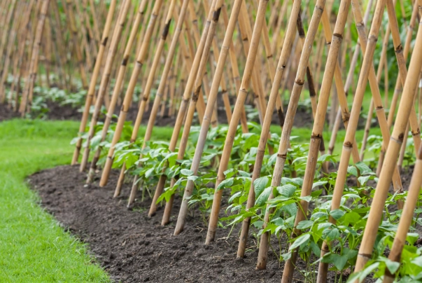 green bean plant care