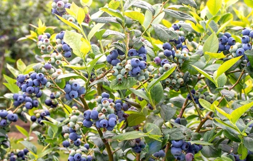 blueberry bush care blueberry bush care