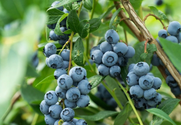 planting blueberry bushes planting blueberry bushes