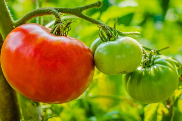 how to tell when tomatoes are ripe