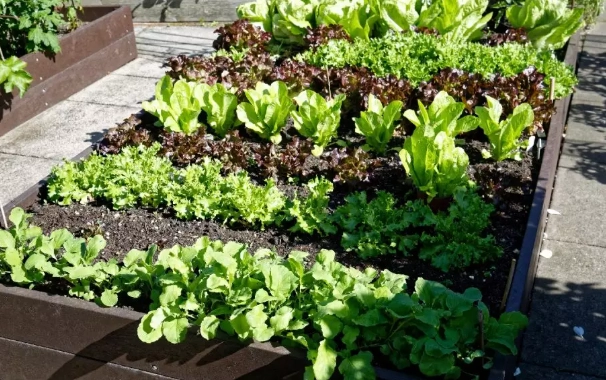 best soil for raised beds best soil for raised beds