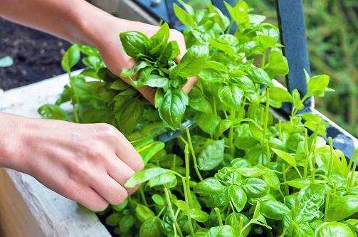 basil plant care tips