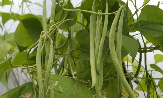 growing green beans