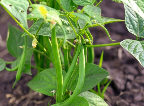 green bean varieties