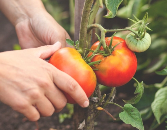how to tell when tomatoes are ripe